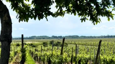 winery day trips from paris