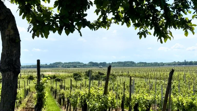 winery day trips from paris